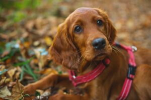 Pointer Mountain Bird Dogs