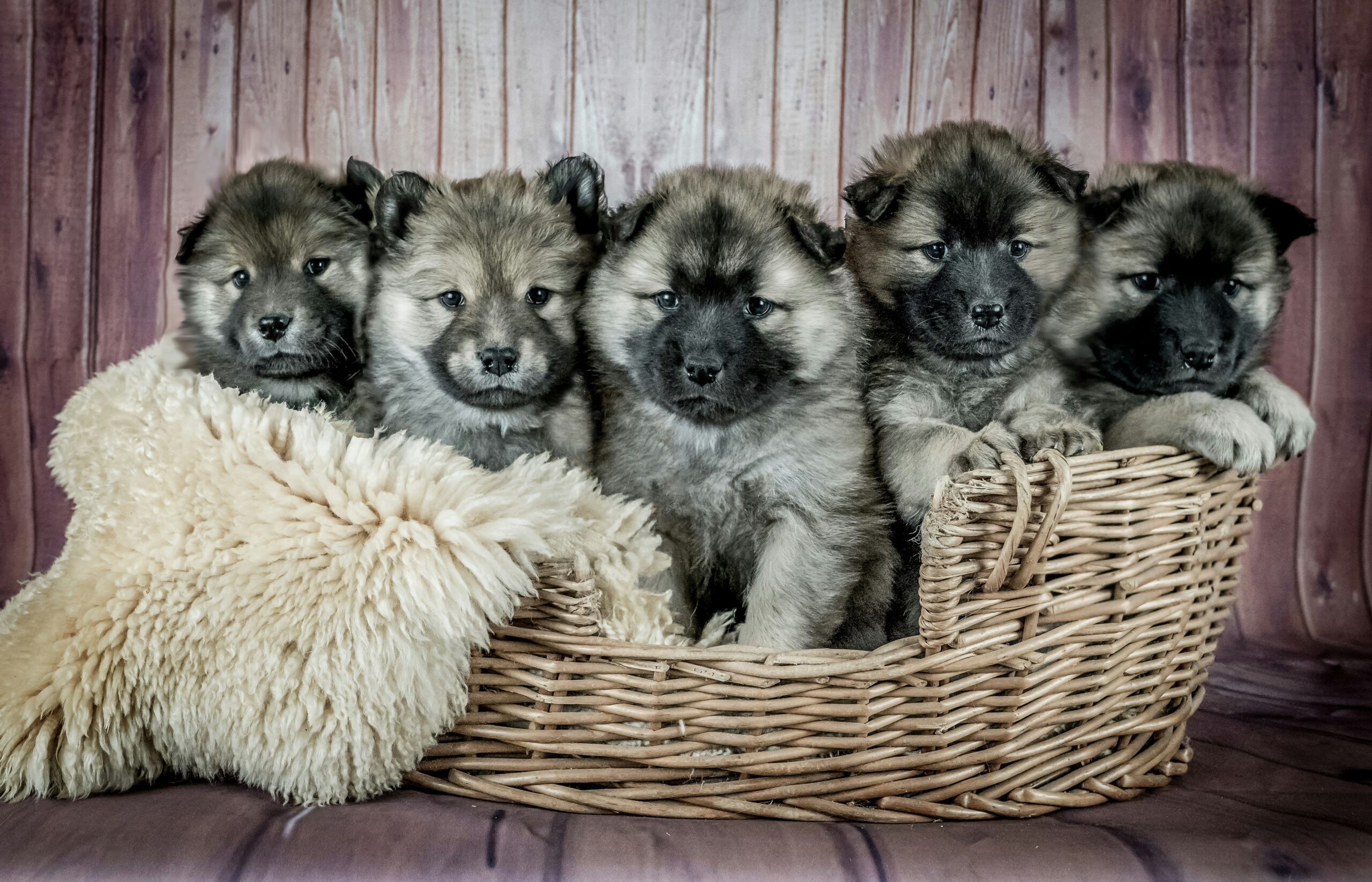 Litter advertised on LancasterPuppies.com