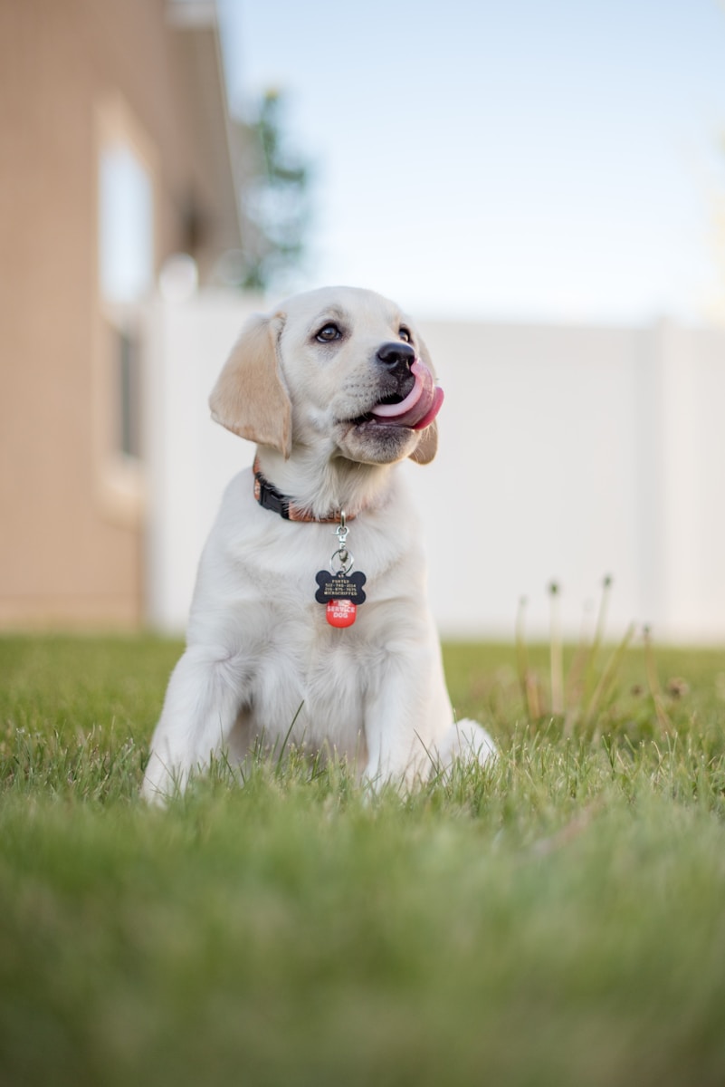 Puppy sold through LancasterPuppies.com