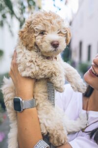 Golden State Goldendoodles